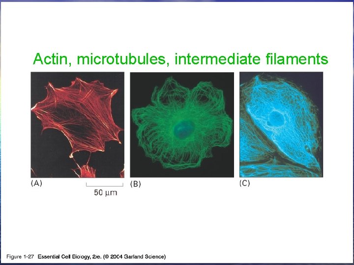 01_27_cytoskeleton. jpg Actin, microtubules, intermediate filaments 