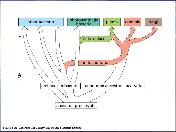 01_29_eucaryotes origin. jpg 