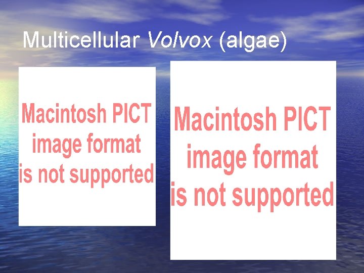 Multicellular Volvox (algae) 