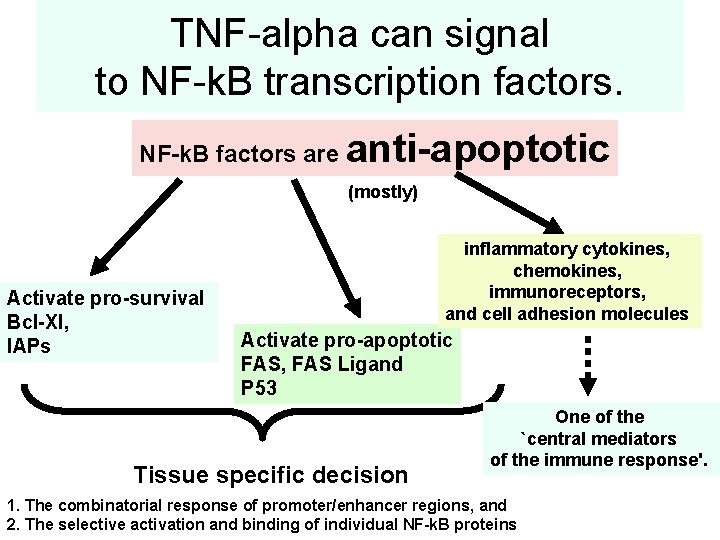 CLINICAL IMPLICATIONS OF TNF FAMILY IN BLOOD DISORDERS