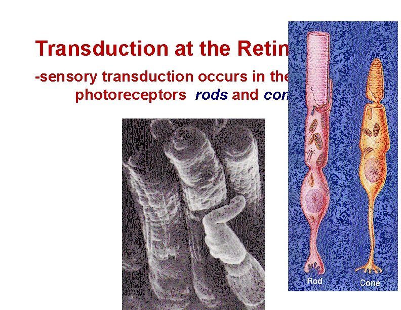 Transduction at the Retina -sensory transduction occurs in the photoreceptors rods and cones 