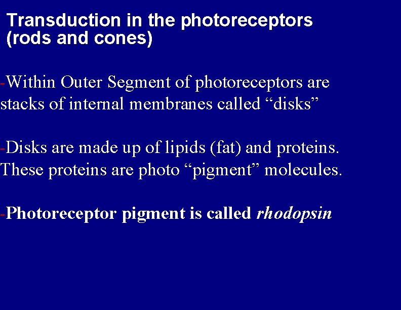 Transduction in the photoreceptors (rods and cones) -Within Outer Segment of photoreceptors are stacks