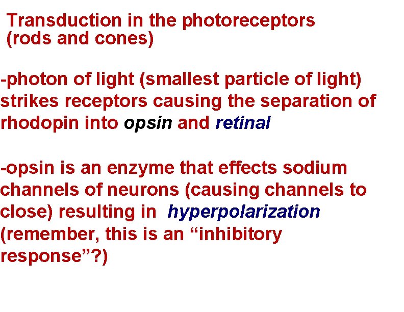 Transduction in the photoreceptors (rods and cones) -photon of light (smallest particle of light)