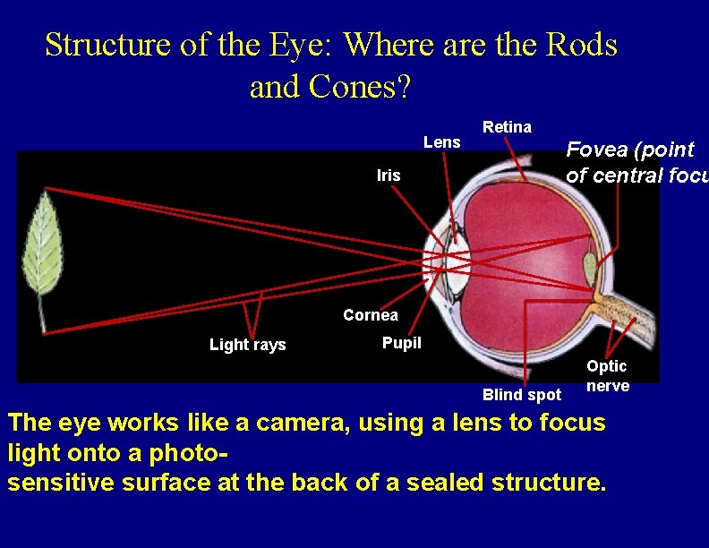 Structure of the Eye: Where are the Rods and Cones? Lens Retina Fovea (point