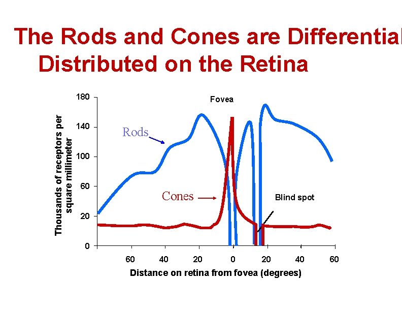 The Rods and Cones are Differential Distributed on the Retina Thousands of receptors per