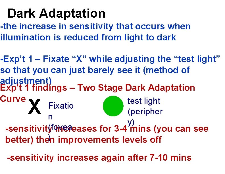 Dark Adaptation -the increase in sensitivity that occurs when illumination is reduced from light