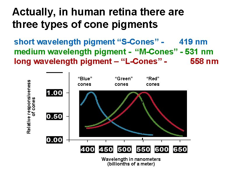 Actually, in human retina there are three types of cone pigments Relative responsiveness of