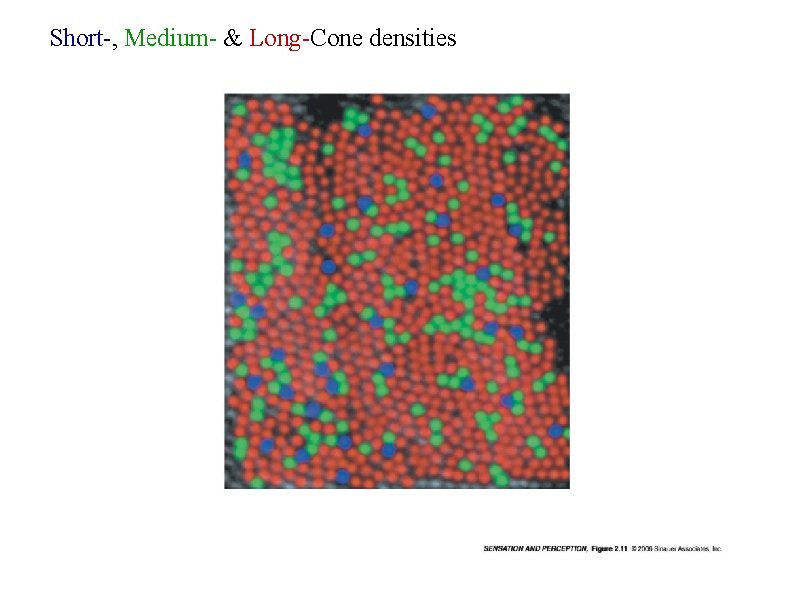 Short-, Medium- & Long-Cone densities 