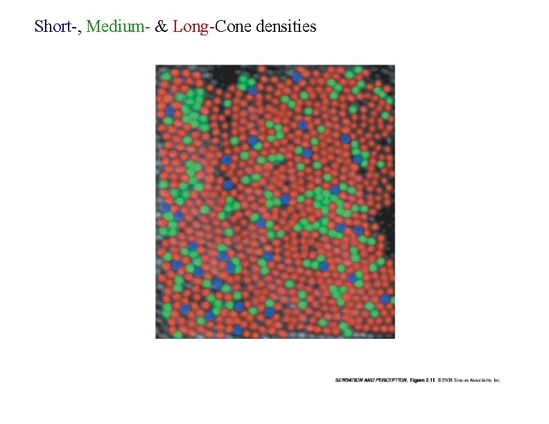 Short-, Medium- & Long-Cone densities 