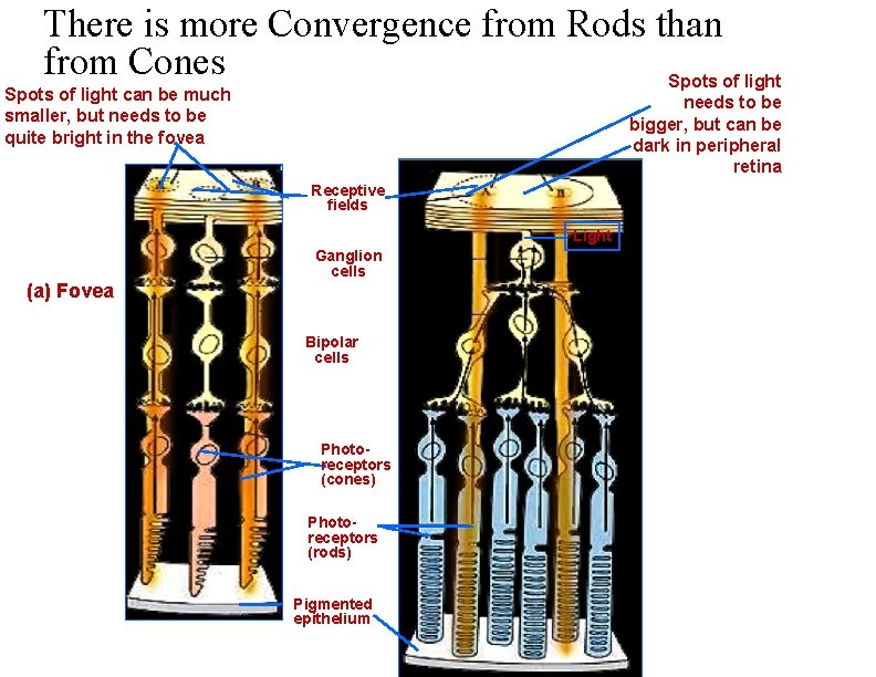 There is more Convergence from Rods than from Cones Spots of light can be