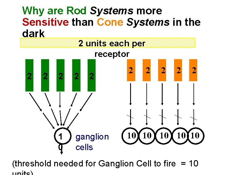 Why are Rod Systems more Sensitive than Cone Systems in the dark 2 units