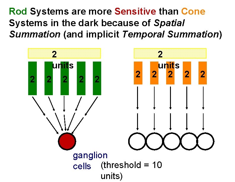 Rod Systems are more Sensitive than Cone Systems in the dark because of Spatial