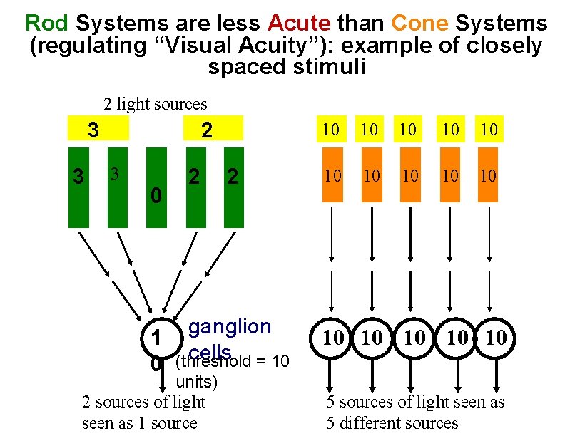 Rod Systems are less Acute than Cone Systems (regulating “Visual Acuity”): example of closely