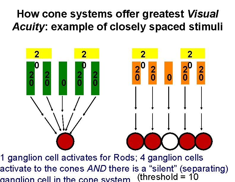 How cone systems offer greatest Visual Acuity: example of closely spaced stimuli 2 0