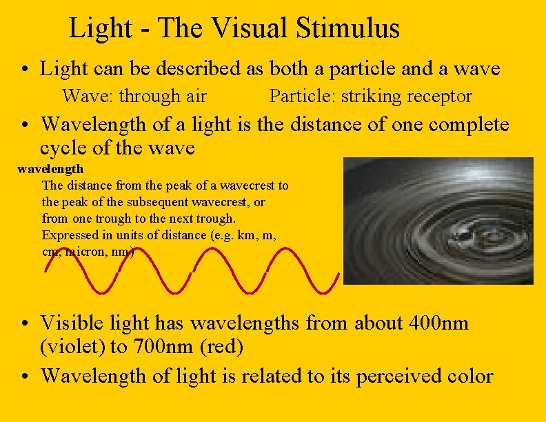 Light - The Visual Stimulus • Light can be described as both a particle