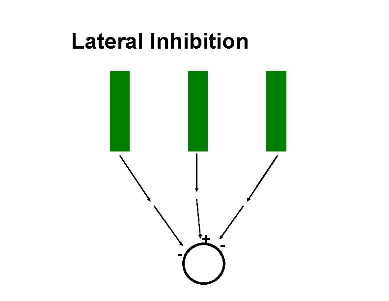 Lateral Inhibition - + - 