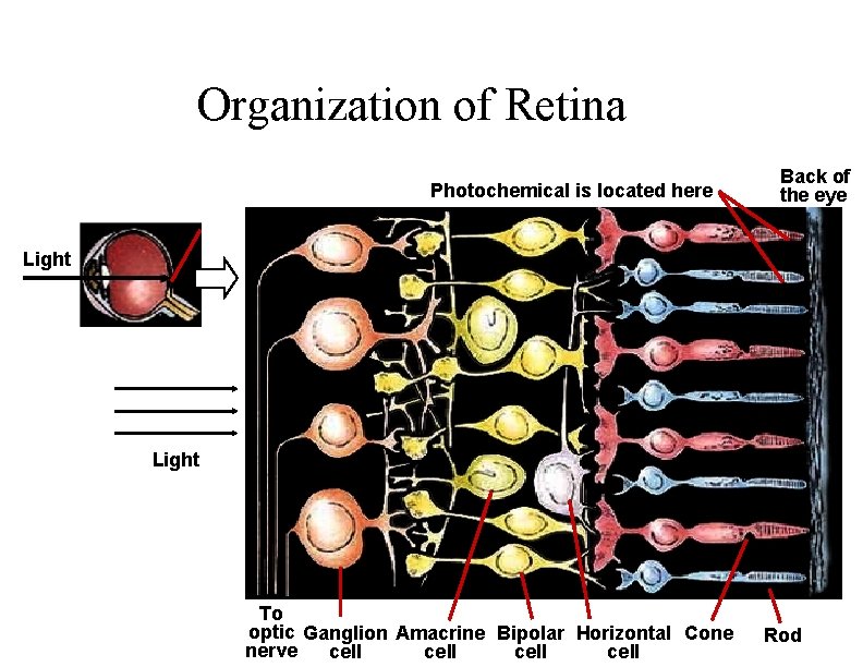 Organization of Retina Photochemical is located here Back of the eye Light To optic