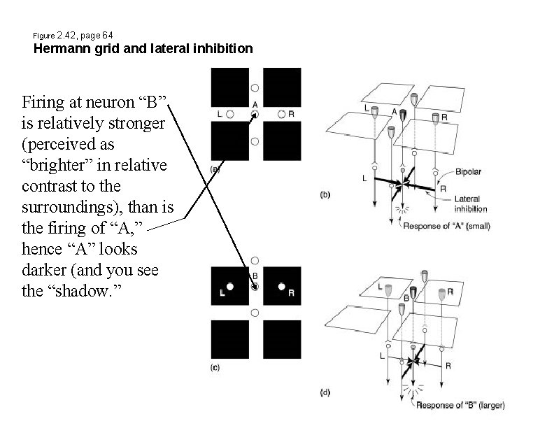 Figure 2. 42, page 64 Hermann grid and lateral inhibition Firing at neuron “B”