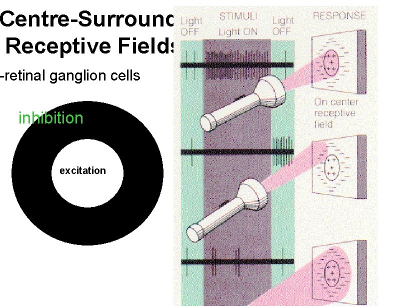 Centre-Surround Receptive Fields -retinal ganglion cells inhibition excitation 