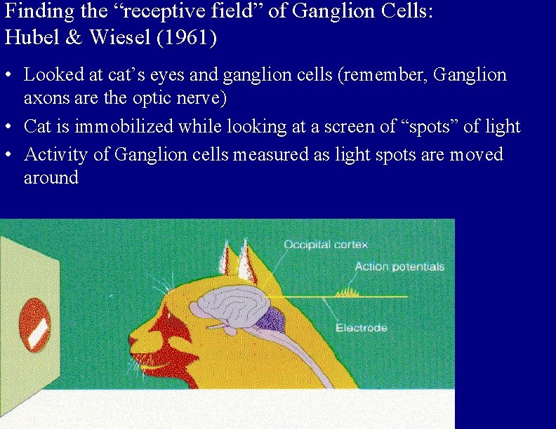 Finding the “receptive field” of Ganglion Cells: Hubel & Wiesel (1961) • Looked at