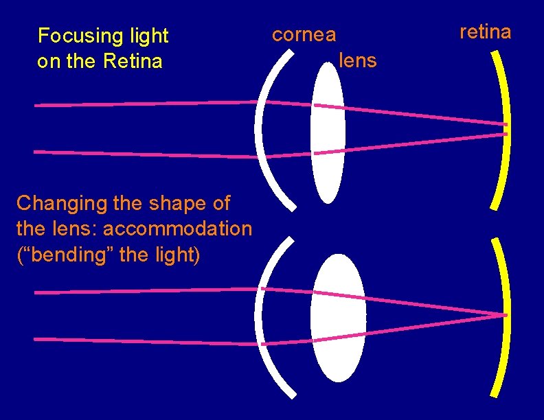 Focusing light on the Retina Changing the shape of the lens: accommodation (“bending” the