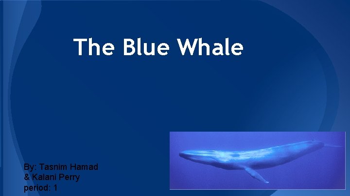 The Blue Whale By: Tasnim Hamad & Kalani Perry period: 1 