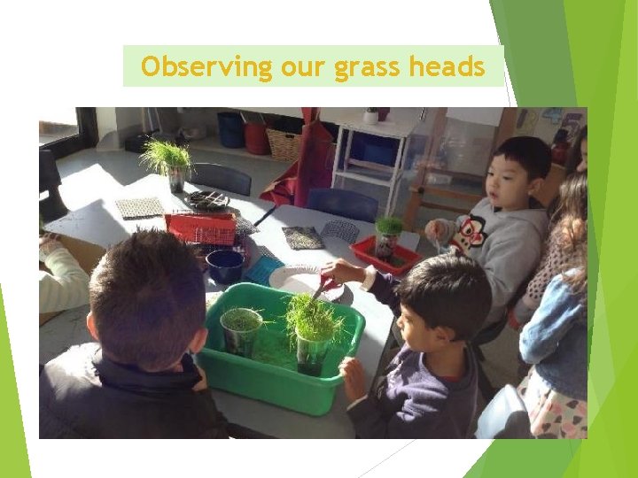 Observing our grass heads 