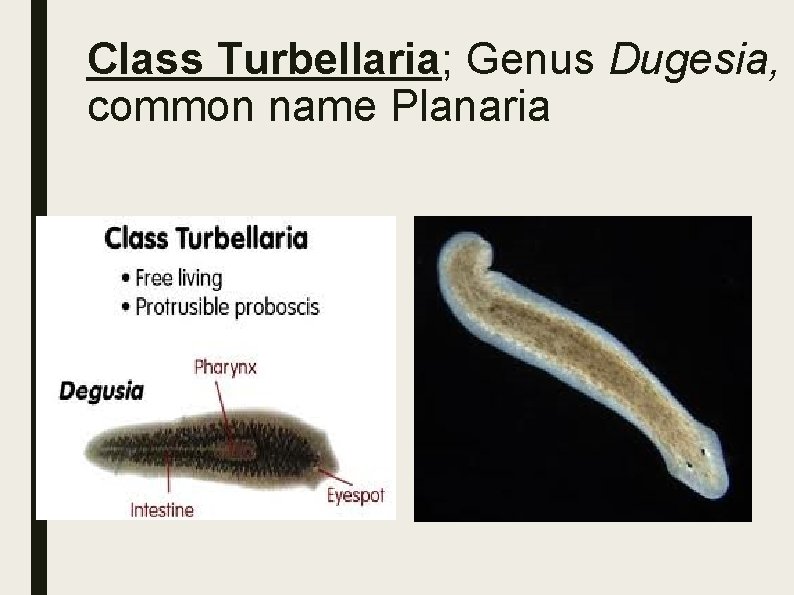 Class Turbellaria; Genus Dugesia, common name Planaria 