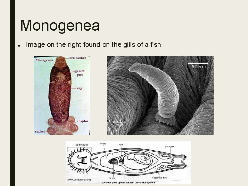 Monogenea Image on the right found on the gills of a fish 