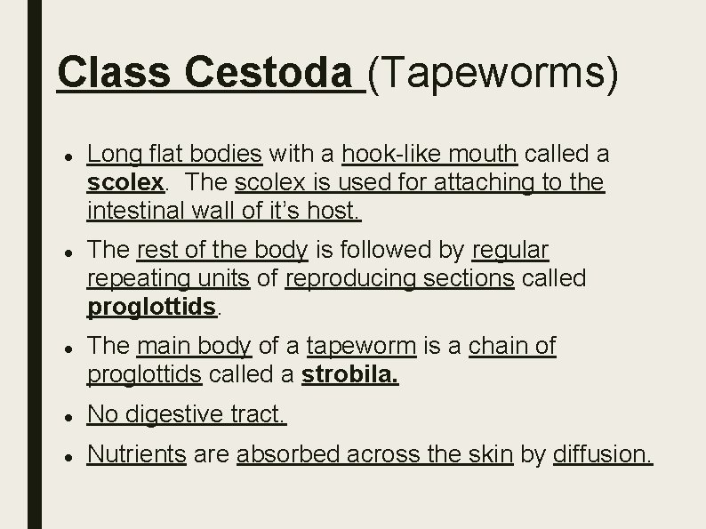 Class Cestoda (Tapeworms) Long flat bodies with a hook-like mouth called a scolex. The