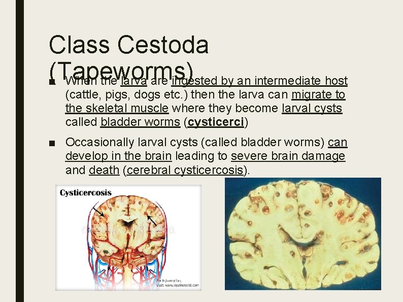 Class Cestoda (Tapeworms) ■ When the larva are ingested by an intermediate host (cattle,