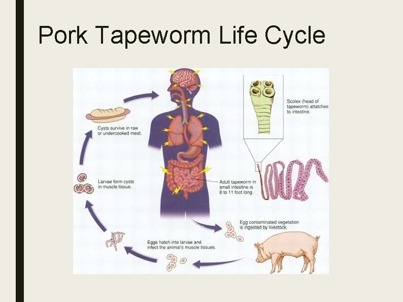 Pork Tapeworm Life Cycle 
