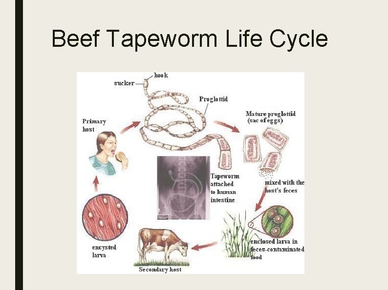 Beef Tapeworm Life Cycle 