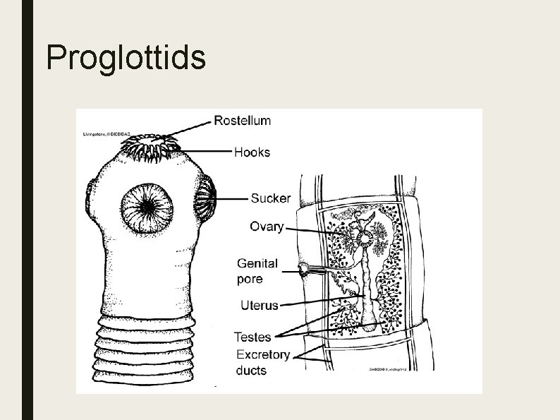 Proglottids 