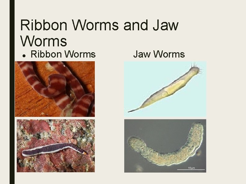 Ribbon Worms and Jaw Worms Ribbon Worms Jaw Worms 