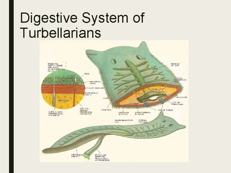 Digestive System of Turbellarians 