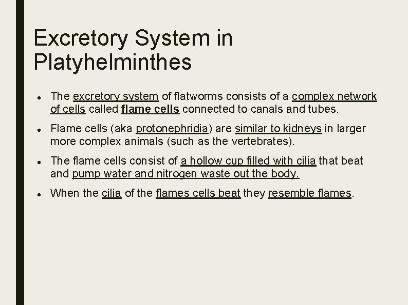 Excretory System in Platyhelminthes The excretory system of flatworms consists of a complex network