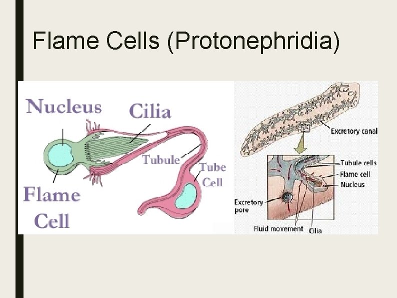 Flame Cells (Protonephridia) 