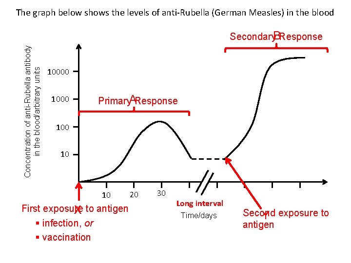 The graph below shows the levels of anti-Rubella (German Measles) in the blood Concentration