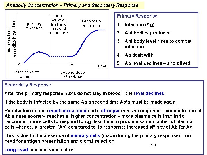 Antibody Concentration – Primary and Secondary Response Primary Response 1. Infection (Ag) 2. Antibodies
