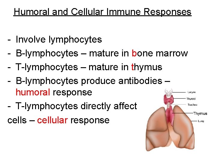 Humoral and Cellular Immune Responses - Involve lymphocytes B-lymphocytes – mature in bone marrow