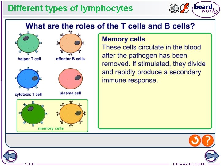 Different types of lymphocytes 4 of 38 © Boardworks Ltd 2008 