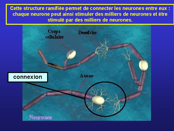 Cette structure ramifiée permet de connecter les neurones entre eux : chaque neurone peut