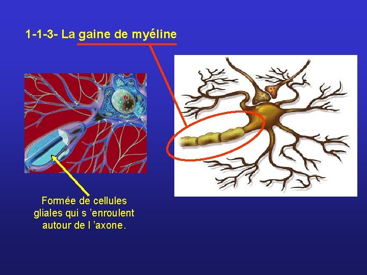1 -1 -3 - La gaine de myéline Formée de cellules gliales qui s