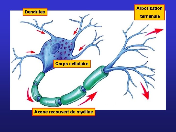 Arborisation Dendrites terminale Corps cellulaire Axone recouvert de myéline 