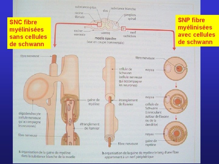 SNC fibre myélinisées sans cellules de schwann SNP fibre myélinisées avec cellules de schwann