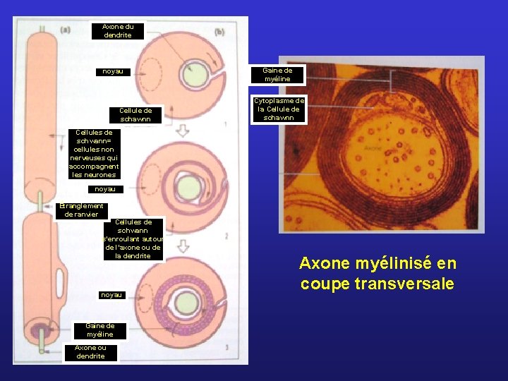 Axone du dendrite noyau Cellule de schawnn Gaine de myéline Cytoplasme de la Cellule