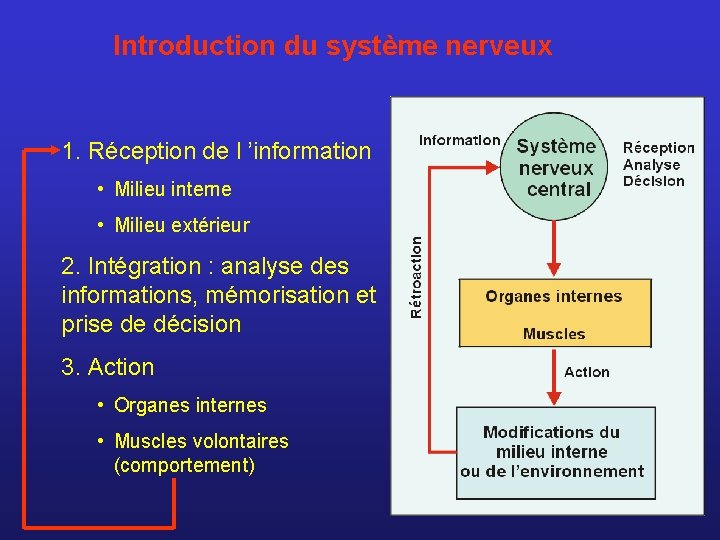 Introduction du système nerveux 1. Réception de l ’information • Milieu interne • Milieu