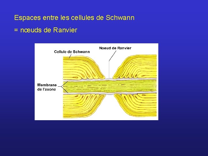 Espaces entre les cellules de Schwann = nœuds de Ranvier 