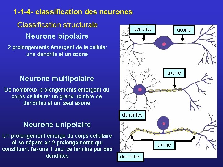 1 -1 -4 - classification des neurones Classification structurale dendrite axone Neurone bipolaire 2